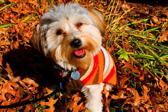 henry-rockin-the-fall-sweater henry-rockin-the-fall-sweater