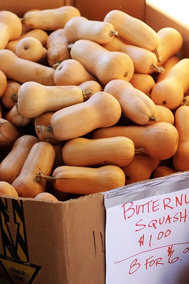 butternut squash sized