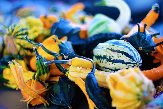 gourds srbg