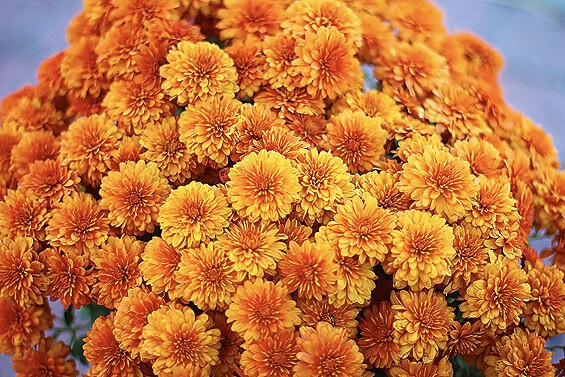 mums sized