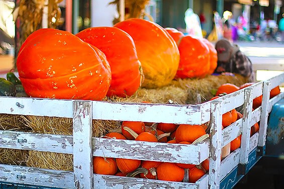 pumpkins-sized