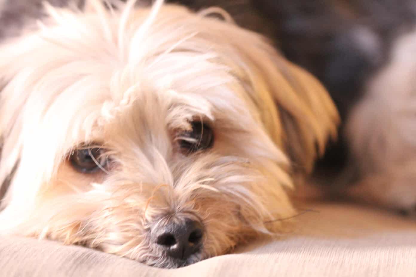 Henry