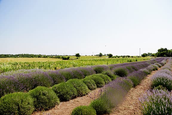 Lavender Farm 3