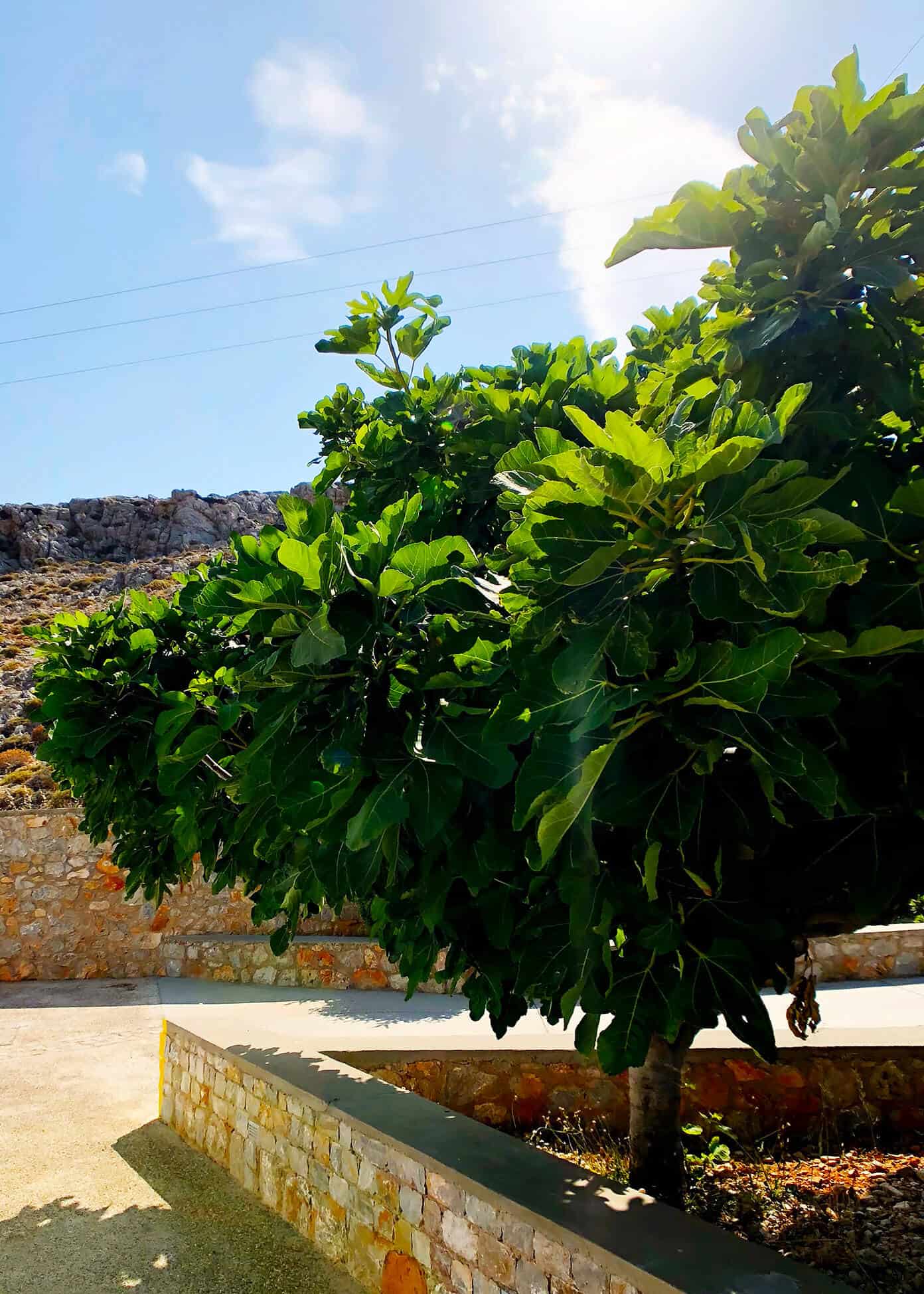 The Gimme Some Oven travel guide for restaurants to eat, hotels to stay and places to visit in Santorini, Greece. | Gimme Some Oven #santorini #greece #travel #traveltips #europe #vacation #islands #hotel #restaurant Fig Tree at Anemi Hotel in Folegandros, Greece