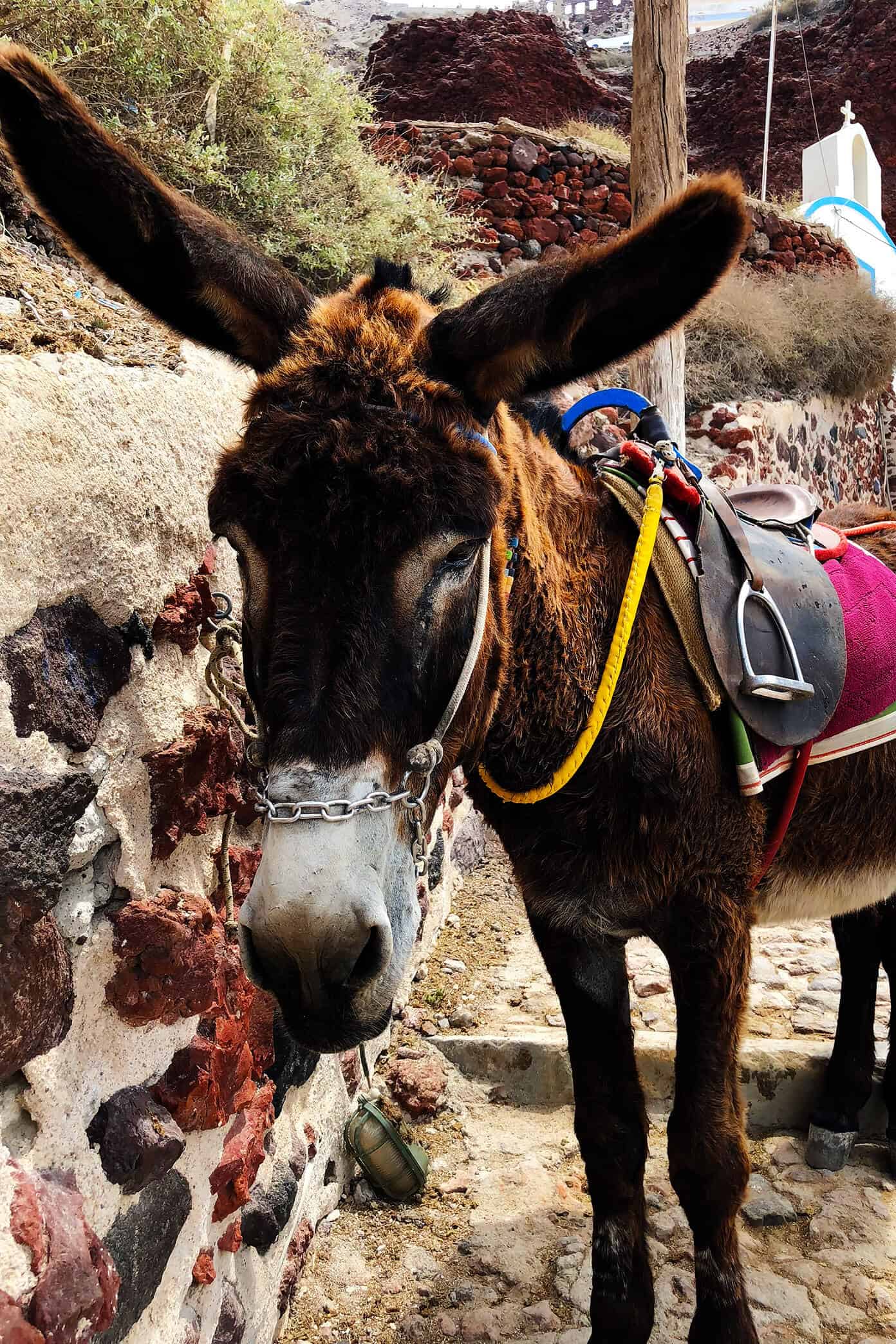 The Gimme Some Oven travel guide for restaurants to eat, hotels to stay and places to visit in Santorini, Greece. | Gimme Some Oven #santorini #greece #travel #traveltips #europe #vacation #islands #hotel #restaurant Donkeys in Oia Santorini Greece