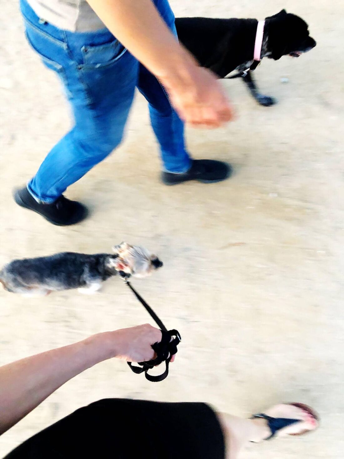 Day In The Life In Barcelona | Gimme Some Oven Dog Walking In Barcelona
