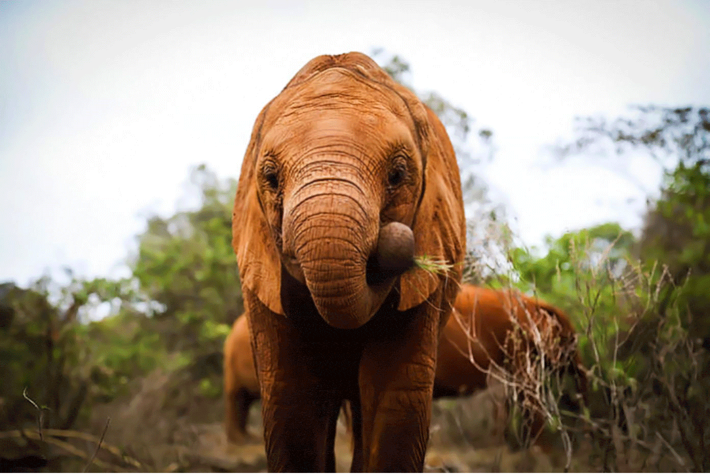 Our Life In Barcelona | January 2020 | gimmesomeoven.com #expats #spain #barcelona Kuishi the Elephant