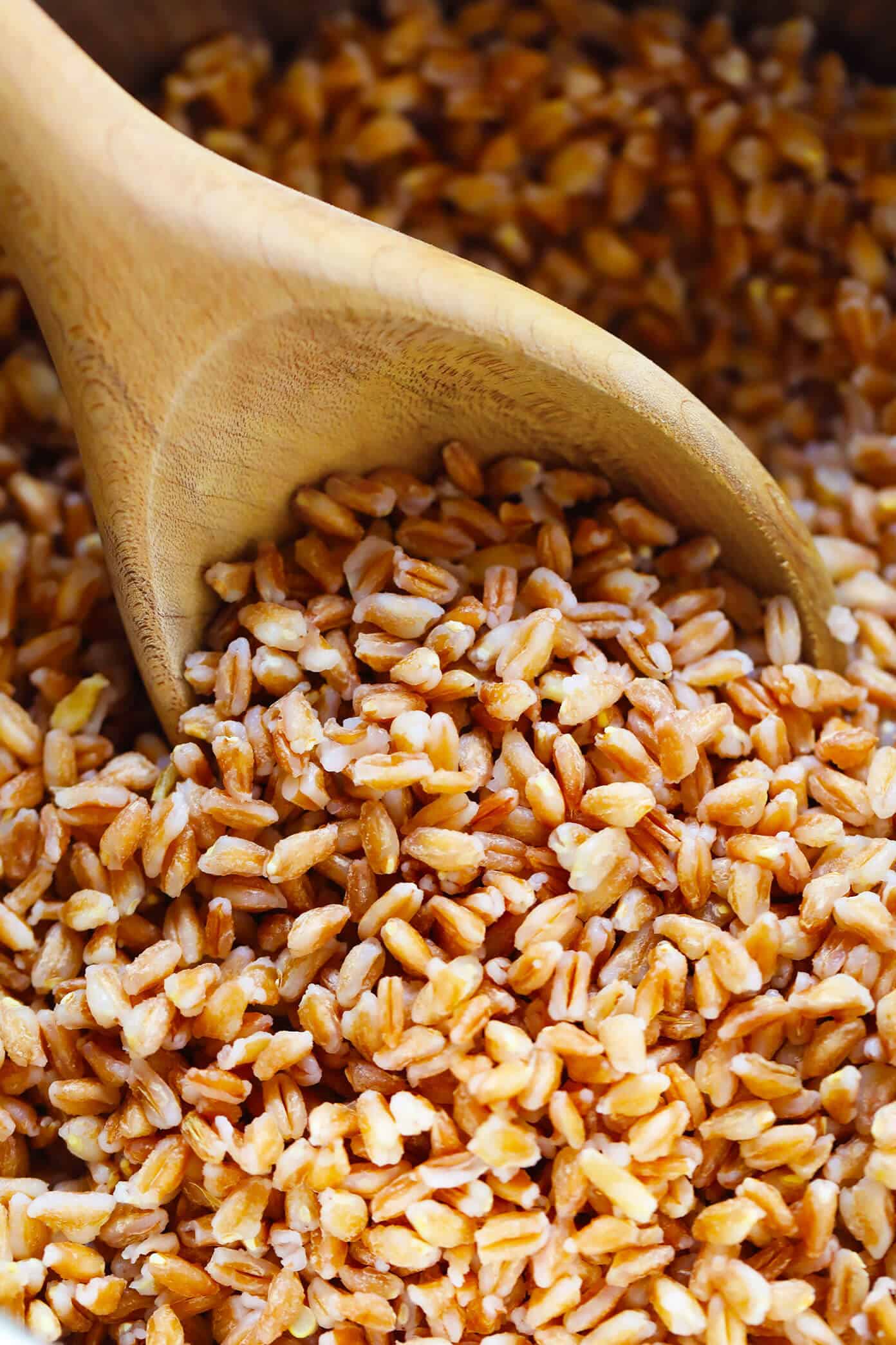 How to cook farro on the stovetop or in the Instant Pot! Plus tips for how to toast and season farro, how to freeze farro, and a collection of my favorite easy farro recipes. | gimmesomeoven.com #farro #grain #healthy #instantpot #howto #dinner #mealprep #vegetarian #vegan Farro Recipes