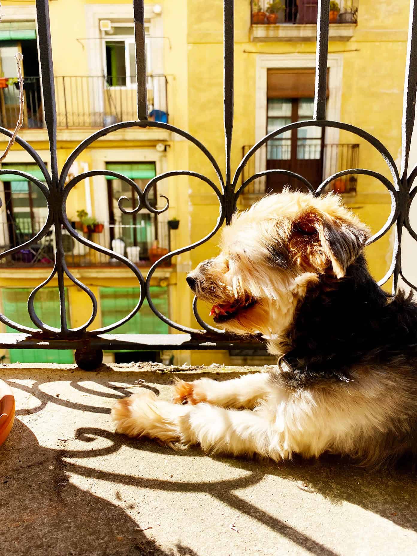 An update on life currently here in Barcelona, Spain. | gimmesomeoven.com Henry Sunbathing On The Balcony