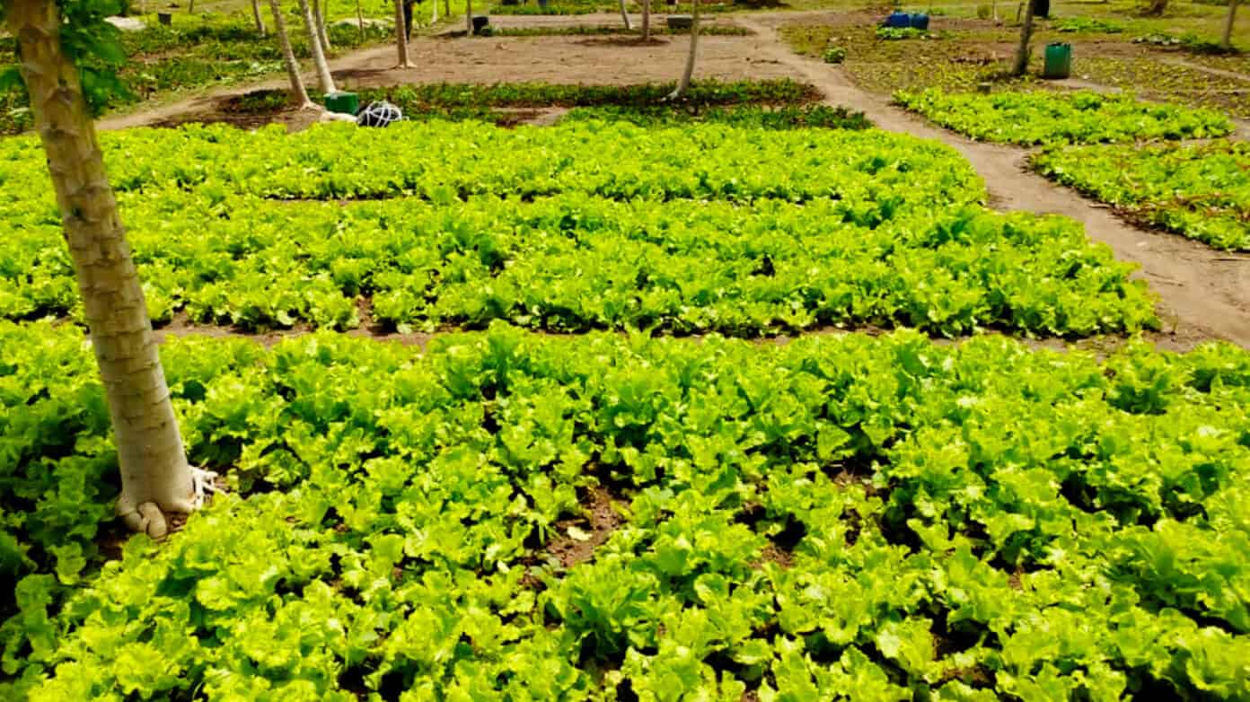 A very special project to build a new community garden with The Wash Project | Gimme Some Oven Community Garden