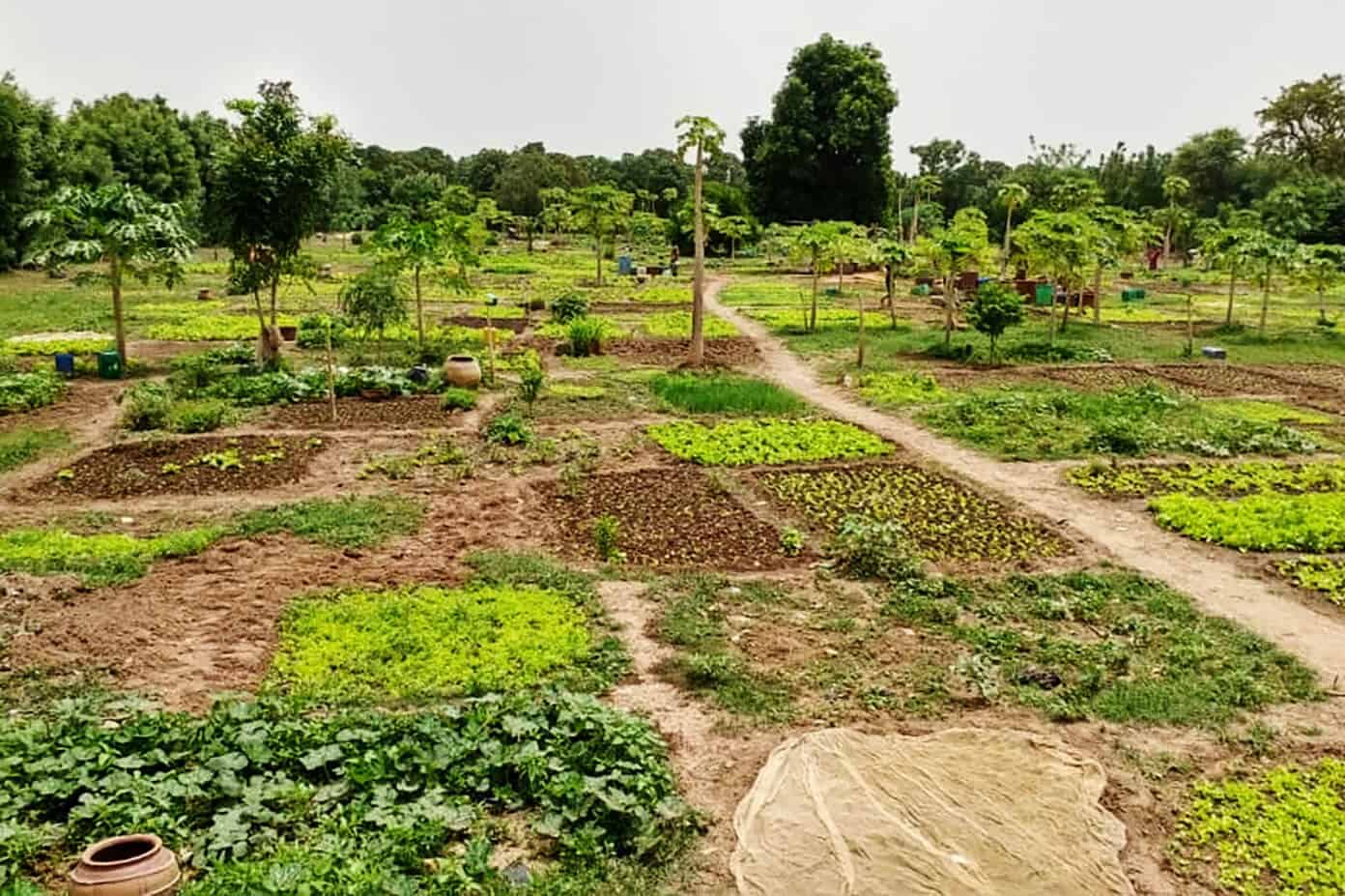 A very special project to build a new community garden with The Wash Project | Gimme Some Oven Community Garden In Mali