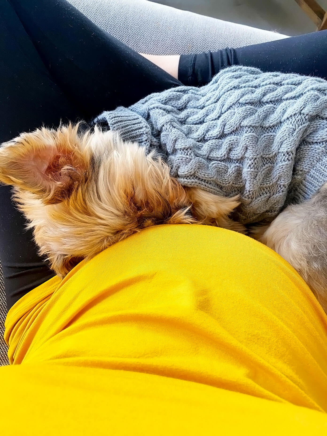 Currently | Gimme Some Oven Dog and baby bump snuggles