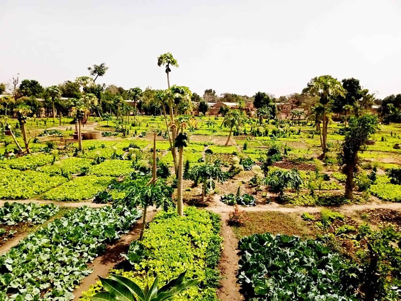 Currently | gimmesomeoven.com The Wash Project Benkadi Garden in Mali