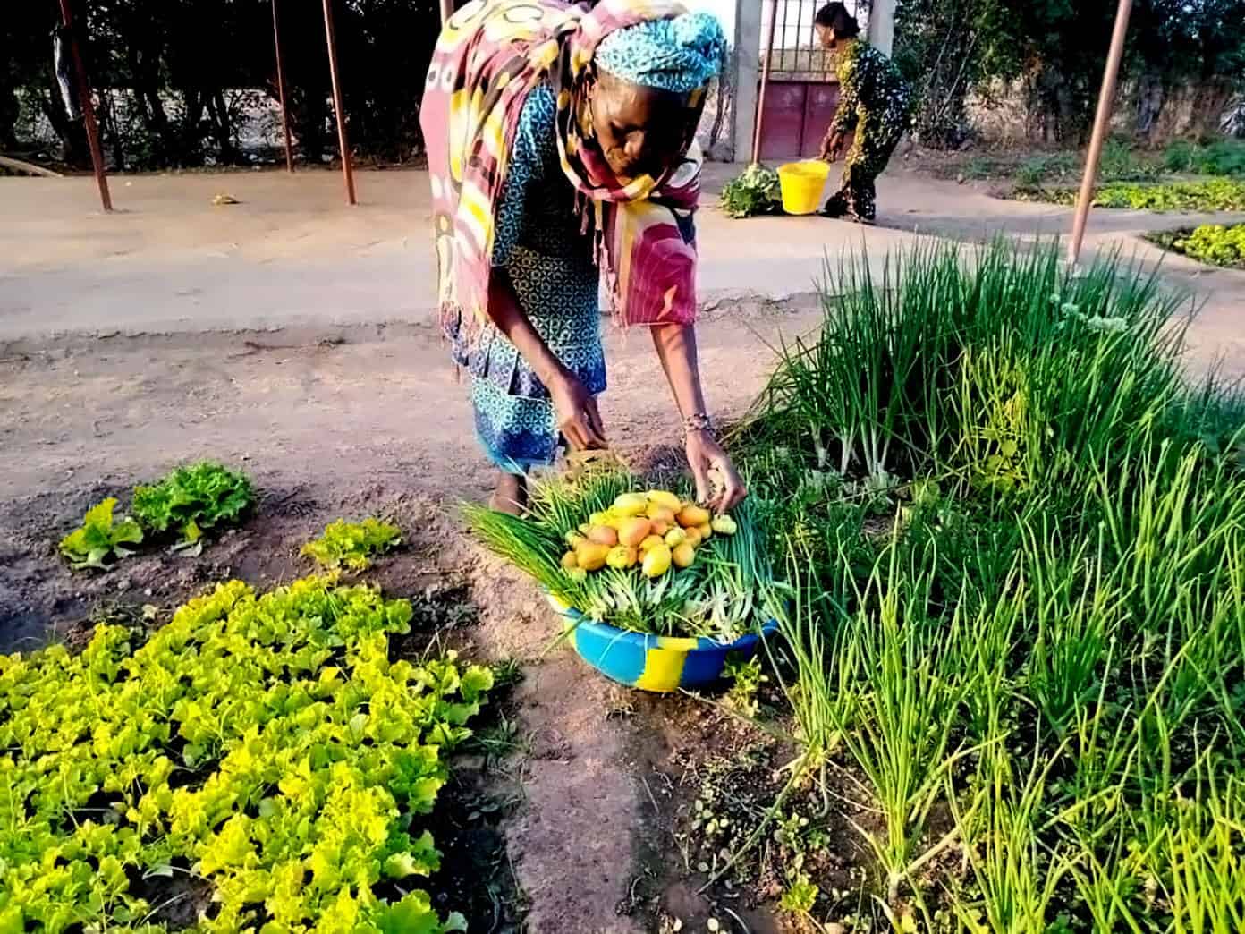 Currently | gimmesomeoven.com The Wash Project Community Garden Harvest