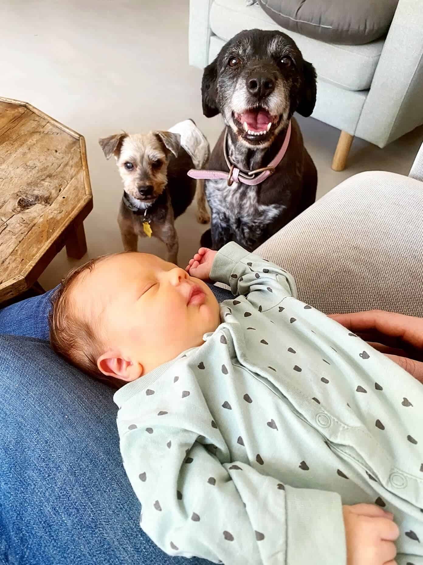 Meet Teo! Ali Martin introduces her newborn son. | gimmesomeoven.com Teo Meeting The Pups