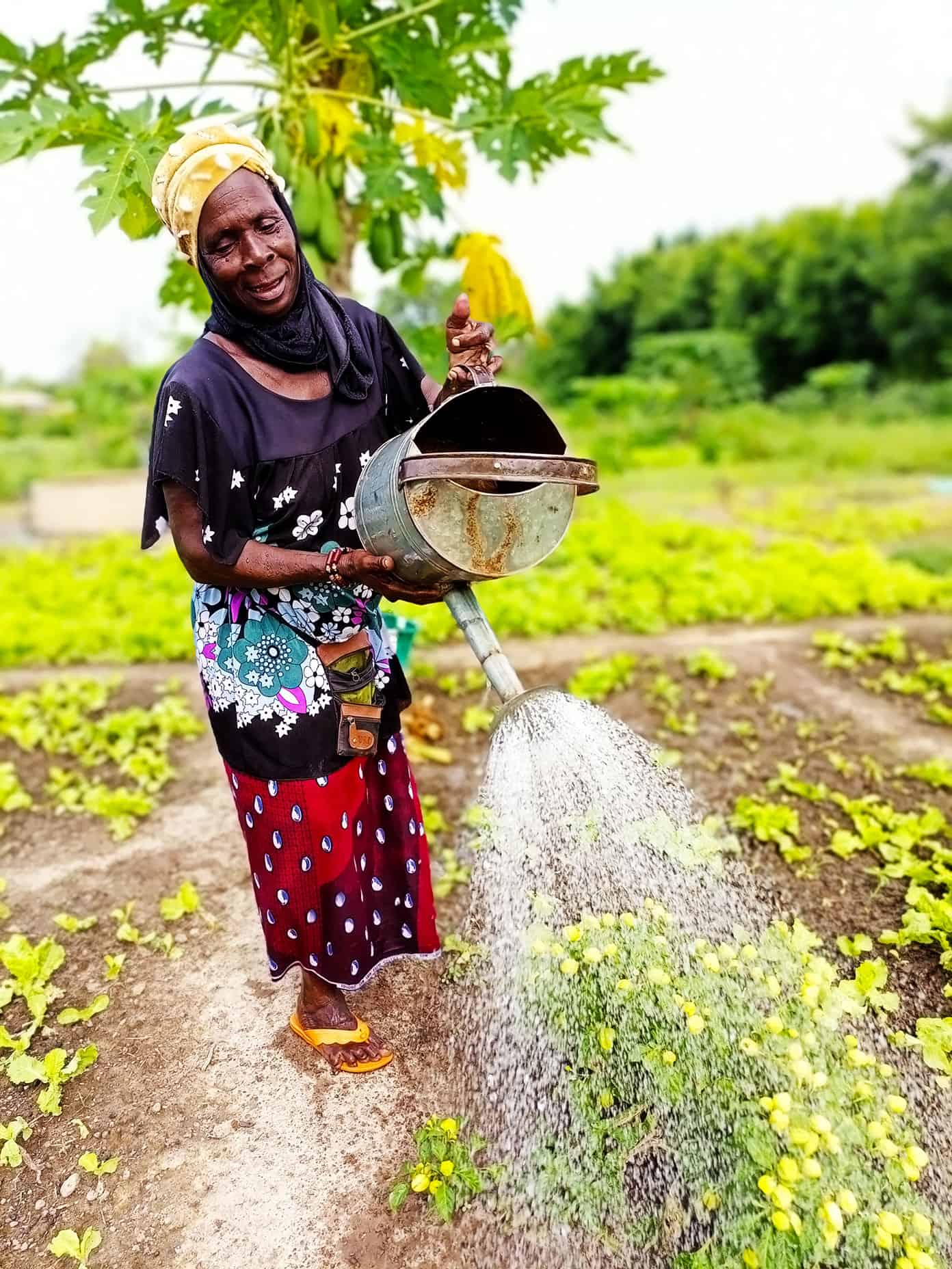 Benkadi Community Garden Update | Gimme Some Oven Watering crops in Benkadi Garden with The Wash Project