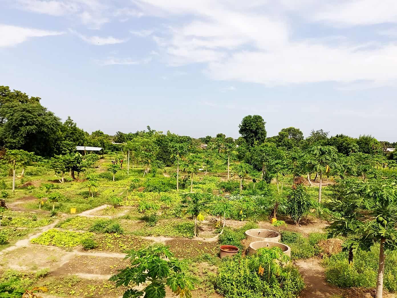 Benkadi Community Garden Update | Gimme Some Oven Benkadi Garden in Mali with The Wash Project