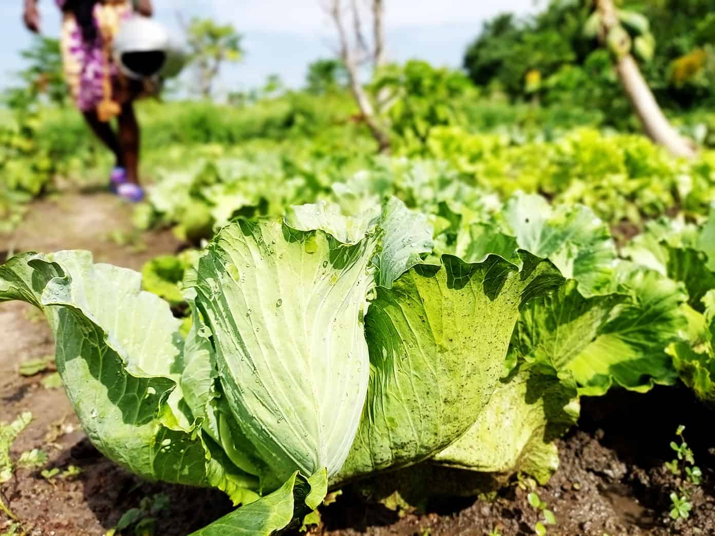 Benkadi Community Garden Update | Gimme Some Oven Lettuce in Benkadi Garden