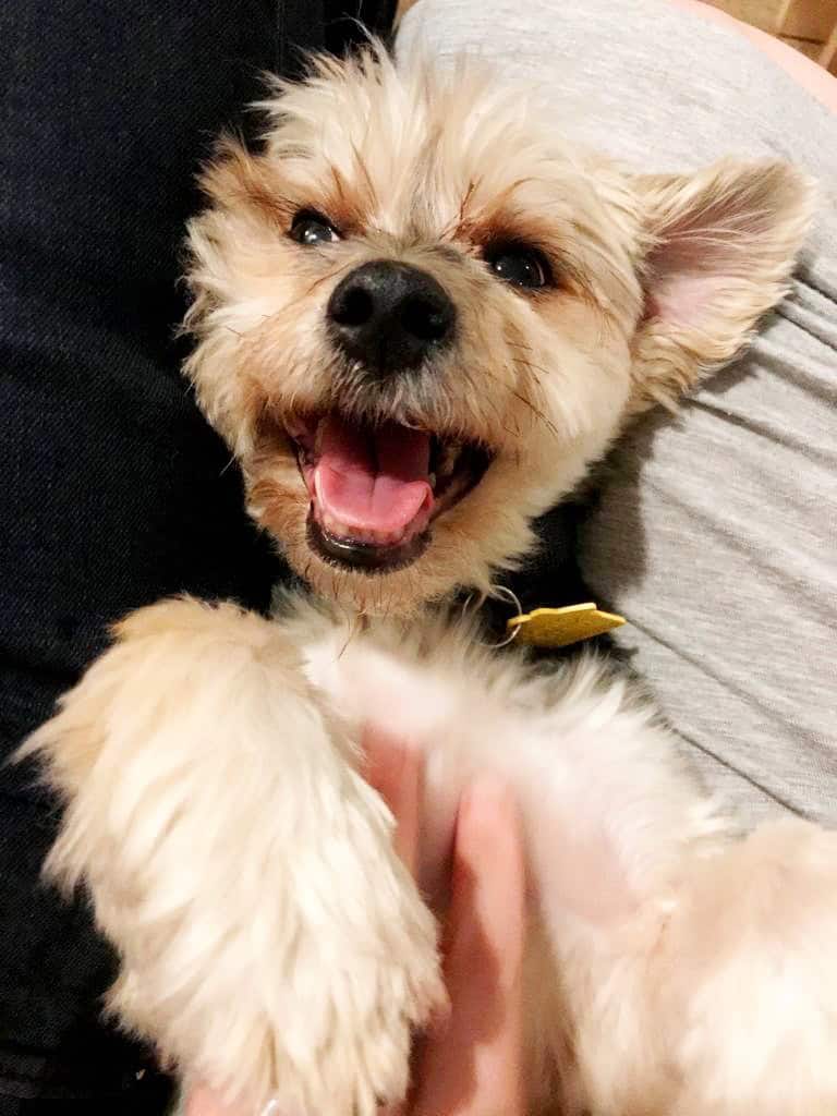 Currently | gimmesomeoven.com My sweet Henry