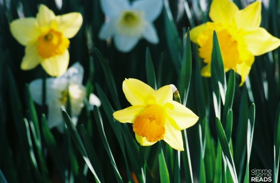 sunny daffy | Kansas City, KS 2008