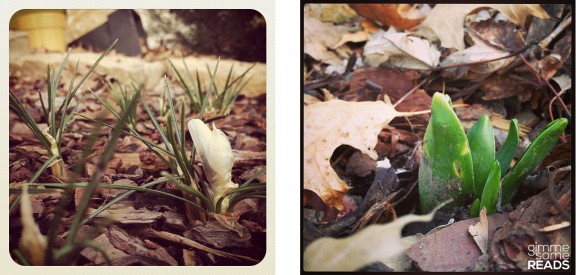 crocus & hyacinth in my garden | Kansas City, KS 2013