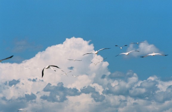 flight: in white and blue | gimmesomereads.com